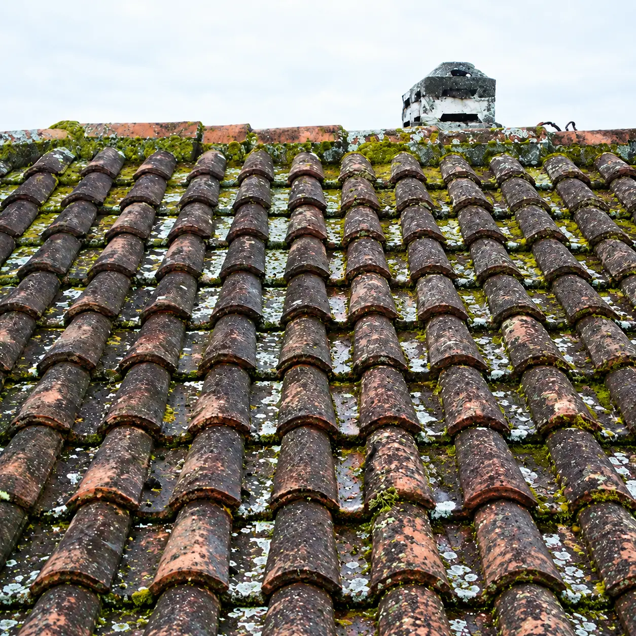 Roof tiles cleaned of moss and algae, before professional cleaning